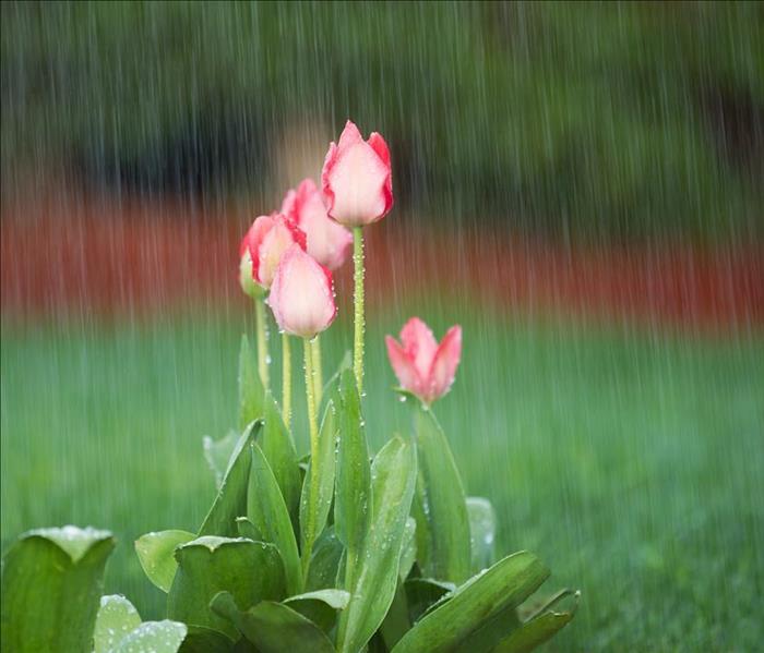 Blooming Flowers in Springtime Rain