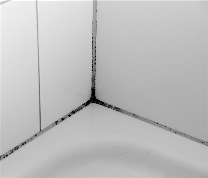 mold in corner of shower